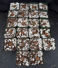 Load image into Gallery viewer, Lithops leslei