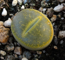 Load image into Gallery viewer, Lithops leslei v. aurea