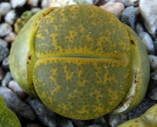 Load image into Gallery viewer, Lithops leslei v. aurea