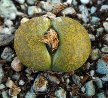 Load image into Gallery viewer, Lithops leslei v. aurea