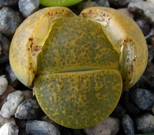 Load image into Gallery viewer, Lithops leslei v. aurea