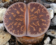 Load image into Gallery viewer, Lithops leslei Pietersburg form