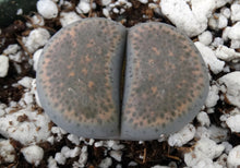 Load image into Gallery viewer, Lithops localis