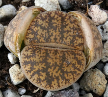 Load image into Gallery viewer, Lithops leslei Pietersburg form