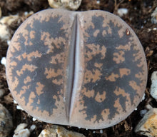 Load image into Gallery viewer, Lithops leslei Pietersburg form