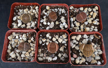 Load image into Gallery viewer, Lithops leslei Pietersburg form