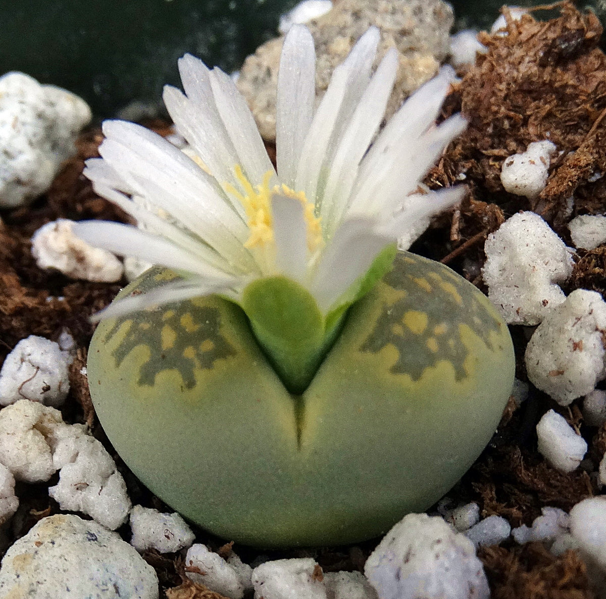 Lithops salicola v. malachite – Kyle's Plants