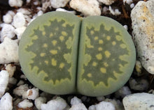 Load image into Gallery viewer, Lithops salicola v. malachite