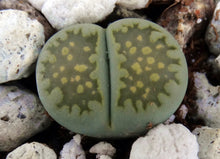 Load image into Gallery viewer, Lithops salicola v. malachite