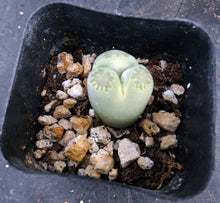 Load image into Gallery viewer, Lithops salicola v. malachite 3 Headed Plant!