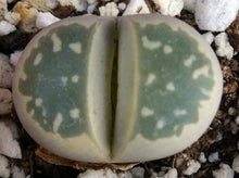 Load image into Gallery viewer, Lithops olivacea