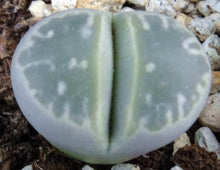 Load image into Gallery viewer, Lithops olivacea