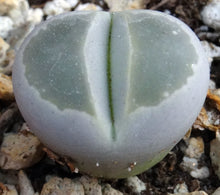 Load image into Gallery viewer, Lithops olivacea