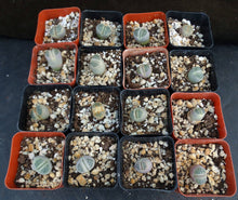 Load image into Gallery viewer, Lithops olivacea