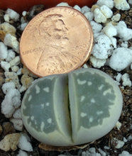 Load image into Gallery viewer, Lithops olivacea