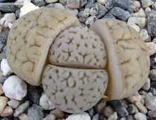 Load image into Gallery viewer, Lithops pseudotruncatella