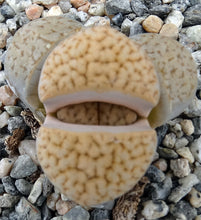Load image into Gallery viewer, Lithops pseudotruncatella