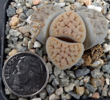 Load image into Gallery viewer, Lithops pseudotruncatella