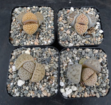 Load image into Gallery viewer, Lithops pseudotruncatella