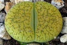 Load image into Gallery viewer, Lithops bromfieldii 'sulphurea'