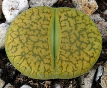 Load image into Gallery viewer, Lithops bromfieldii 'sulphurea'