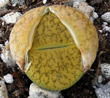 Load image into Gallery viewer, Lithops bromfieldii 'sulphurea'