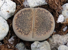Load image into Gallery viewer, Lithops leslei v. venteri