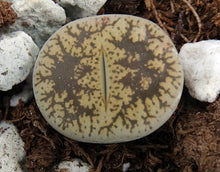 Load image into Gallery viewer, Lithops leslei v. venteri