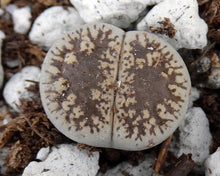 Load image into Gallery viewer, Lithops leslei v. venteri