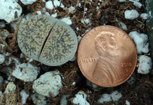 Load image into Gallery viewer, Lithops leslei v. venteri