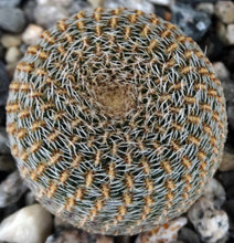 Load image into Gallery viewer, Echinopsis famatimensis
