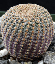 Load image into Gallery viewer, Echinopsis famatimensis