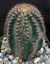 Load image into Gallery viewer, Lobivia amblayensis Blemished plants *See description*