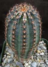 Load image into Gallery viewer, Lobivia amblayensis Blemished plants *See description*