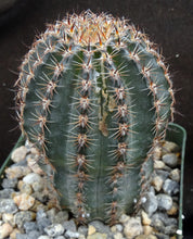 Load image into Gallery viewer, Lobivia amblayensis Blemished plants *See description*