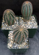 Load image into Gallery viewer, Lobivia amblayensis Blemished plants *See description*