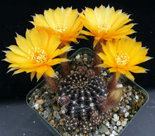 Load image into Gallery viewer, Lobivia arachnacantha