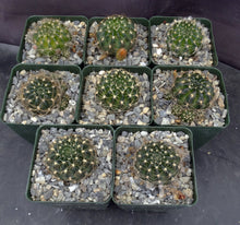 Load image into Gallery viewer, Lobivia arachnacantha v. torrecillacensis
