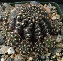 Load image into Gallery viewer, Lobivia arachnacantha