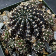 Load image into Gallery viewer, Lobivia arachnacantha