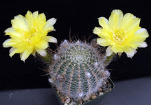 Load image into Gallery viewer, Lobivia aurea v sierragrandensis