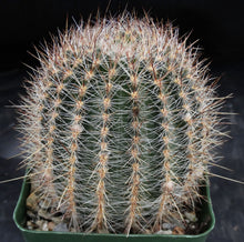 Load image into Gallery viewer, Lobivia aurea v sierragrandensis