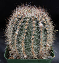 Load image into Gallery viewer, Lobivia aurea v sierragrandensis