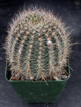 Load image into Gallery viewer, Lobivia aurea v sierragrandensis