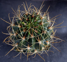 Load image into Gallery viewer, Lobivia hertrichiana