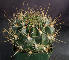 Load image into Gallery viewer, Lobivia hertrichiana