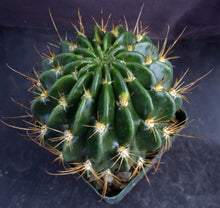 Load image into Gallery viewer, Lobivia hertrichiana