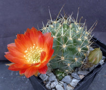 Load image into Gallery viewer, Lobivia hertrichiana