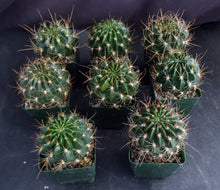 Load image into Gallery viewer, Lobivia hertrichiana