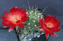 Load image into Gallery viewer, Lobivia hertrichiana